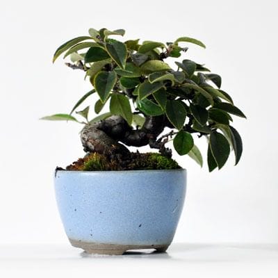 カリン　1点もの No.233