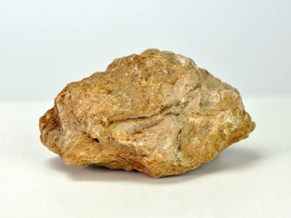 木化石(もくかせき)