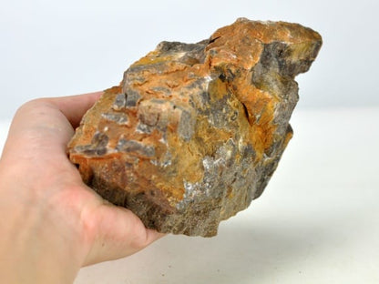 木化石(もくかせき)