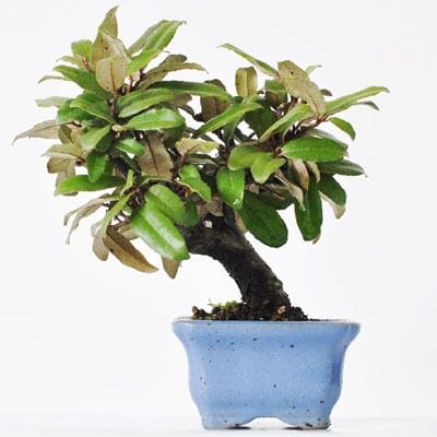 寒グミ　1点もの No.234