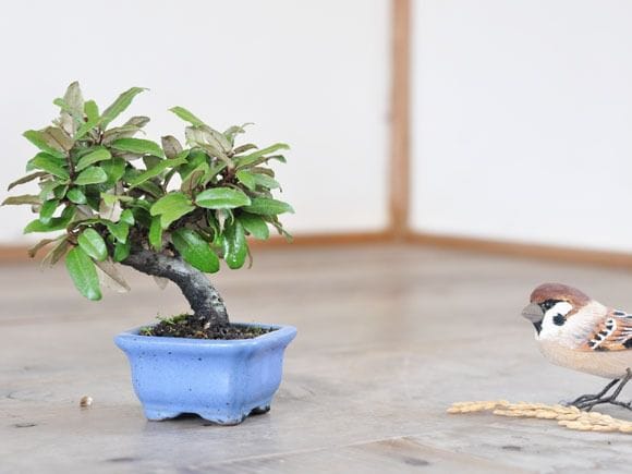 寒グミ 1点もの No.234の盆栽を販売｜講座は盆栽妙 – 盆栽妙 本店