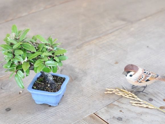 寒グミ盆栽❗️フォロワー様ありがとうございます♪舎利入り！迫力満点！感謝感激！激安 楽天市場】盆栽 寒グミの盆栽【現品】 : 山野草と盆栽の専門店ヴェールモア