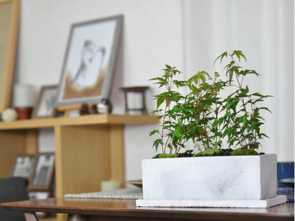 もみじ並木の盆栽を販売 – 盆栽妙 本店