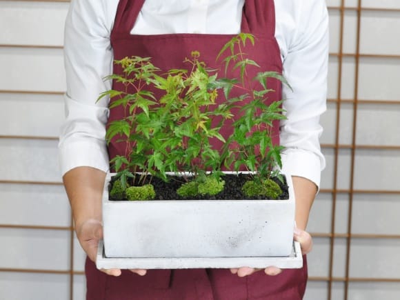 No.55 もみじ　苔　京鞍馬風平石 もみじ並木の盆栽を販売 – 盆栽妙 本店