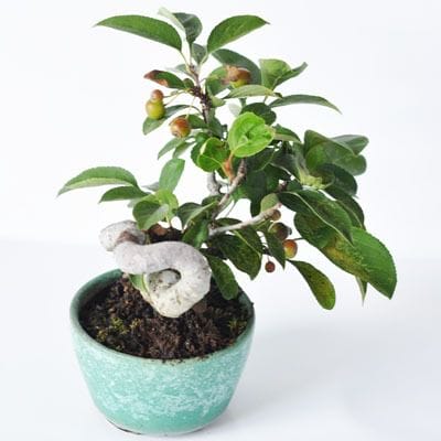 カイドウ　1点もの No.236