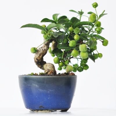 まゆみ　1点もの No.239