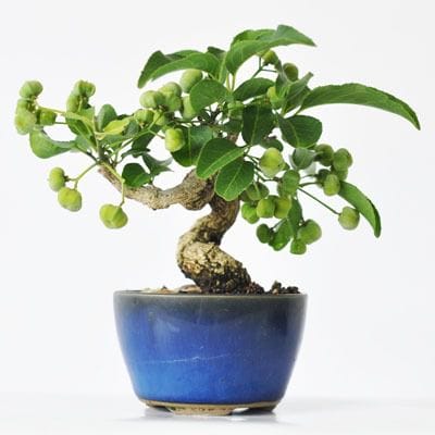 まゆみ　1点もの No.242