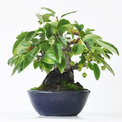 ズミ　1点もの No.243