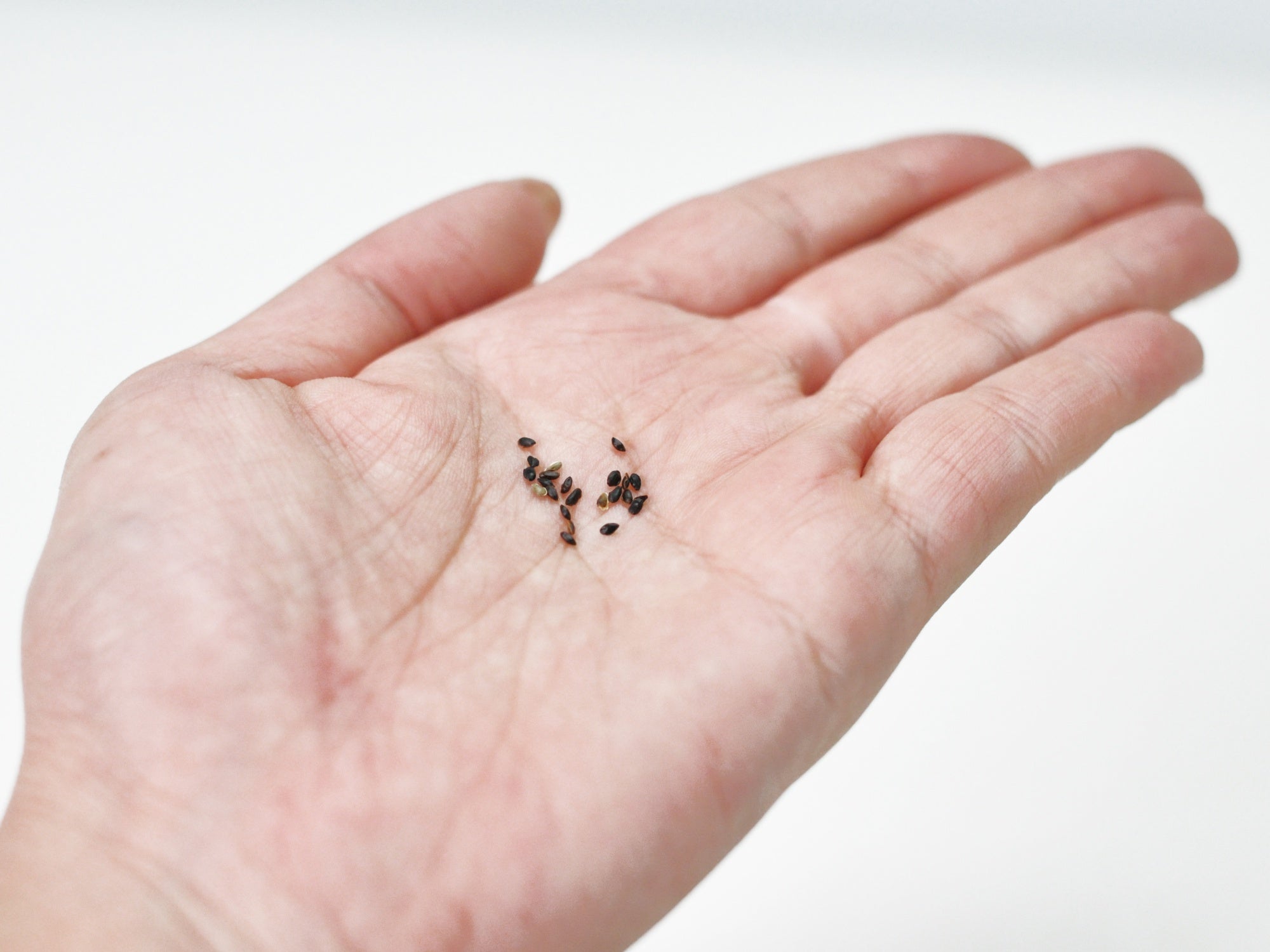 桔梗の種子 盆栽の種を販売｜はじめる専門店 盆栽妙 – 盆栽妙 本店