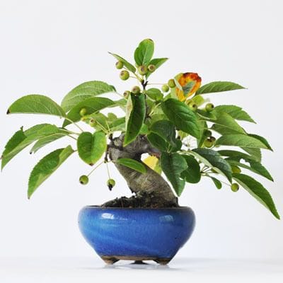 ズミ　1点もの No.245