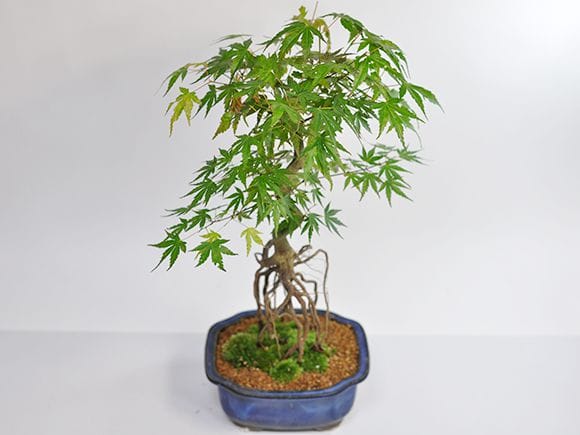 根上がりの山もみじの盆栽を販売｜はじめる専門店 盆栽妙 – 盆栽