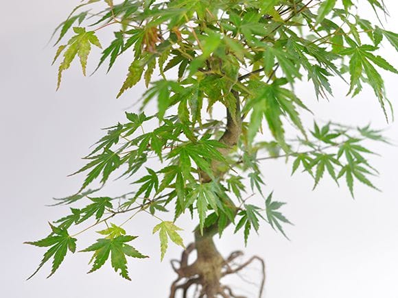 根上がりの山もみじの盆栽を販売｜はじめる専門店 盆栽妙 – 盆栽