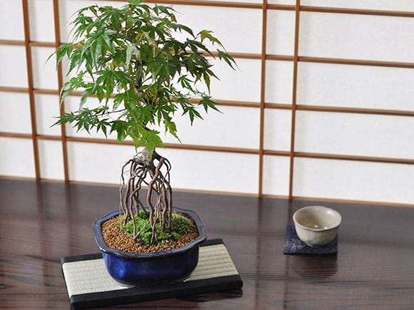 No.42 もみじ根上がり No.42 もみじ根上がり （モミジ（紅葉）の育て方｜キミのミニ