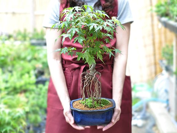 K！ もみじ盆栽！石付き盆栽！根上がり盆栽！紅葉！雑木盆栽！ 盆栽 紅葉 樹高 約21cm もみじ 高級盆栽 Acer palmatum モミジ