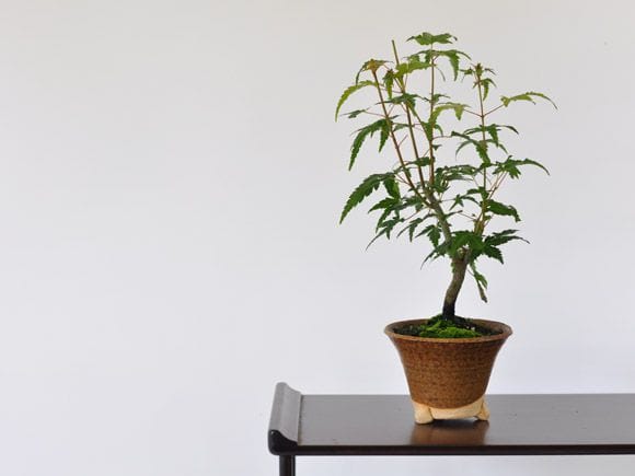 山もみじの盆栽を販売｜講座は盆栽妙 – 盆栽妙 本店