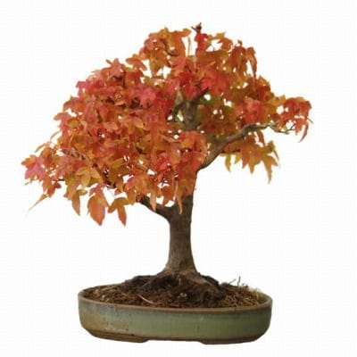 楓　1点もの No.35