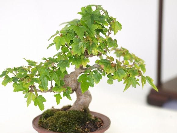 楓 1点もの No.36の盆栽を販売｜ギフトを贈るなら盆栽妙 – 盆栽