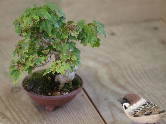 楓 1点もの No.36の盆栽を販売｜ギフトを贈るなら盆栽妙 – 盆栽妙 本店