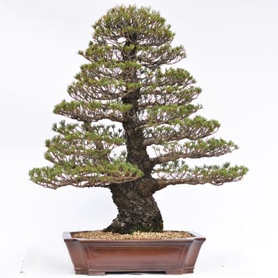 九重五葉松　1点もの No.27