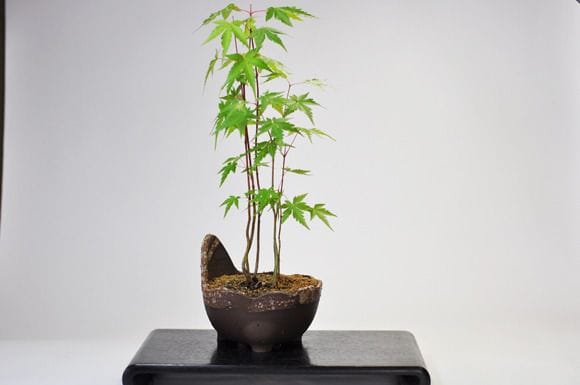 くらま風 【山野草鉢】【4号】【信楽焼】を販売｜一から始める盆栽妙