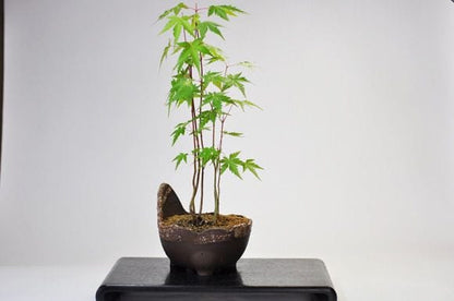 くらま風　 【山野草鉢】【4号】【信楽焼】