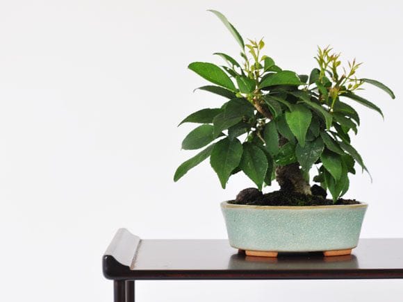 ウメモドキ 1点もの No.250の盆栽を販売｜講座は盆栽妙 – 盆栽妙 本店