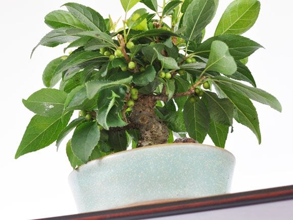 ウメモドキ 1点もの No.250の盆栽を販売｜講座は盆栽妙 – 盆栽妙 本店