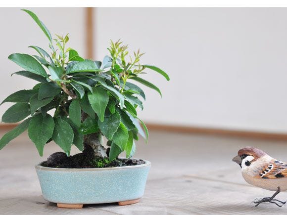 ウメモドキ 1点もの No.250の盆栽を販売｜講座は盆栽妙 – 盆栽妙 本店