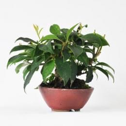 ウメモドキ 　1点もの No.251