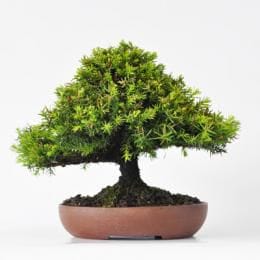 杉 　1点もの No.252