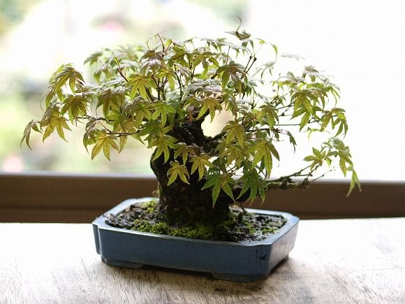 山もみじ　1点もの No.37