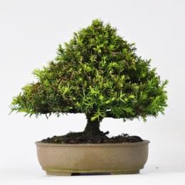 杉 　1点もの No.253