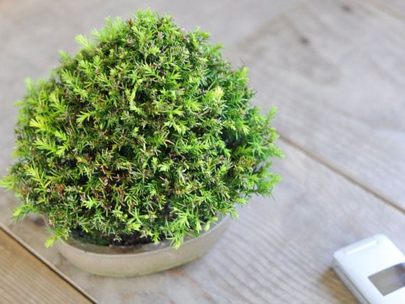 杉 1点もの No.253の盆栽を販売｜講座は盆栽妙 – 盆栽妙 本店