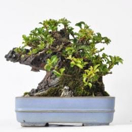 長寿梅　石付け 　1点もの No.255