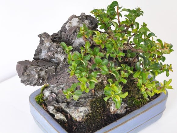 長寿梅 石付け 1点もの No.255の盆栽を販売｜講座は盆栽妙 – 盆栽妙 本店