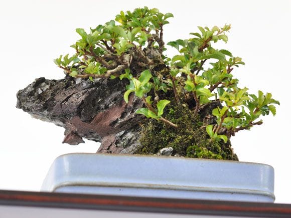長寿梅 石付け 1点もの No.255の盆栽を販売｜講座は盆栽妙 – 盆栽妙 本店