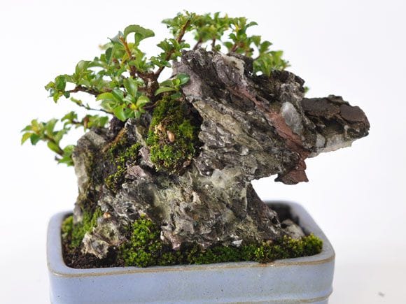 長寿梅 石付け 1点もの No.255の盆栽を販売｜講座は盆栽妙 – 盆栽妙 本店