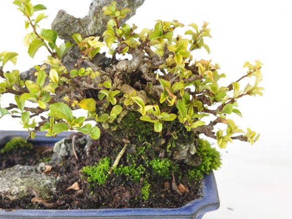 長寿梅 石付け 1点もの No.256の盆栽を販売｜講座は盆栽妙 – 盆栽妙 本店