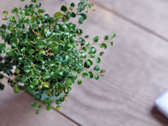 サンキライ の盆栽を販売｜講座は盆栽妙 – 盆栽妙 本店