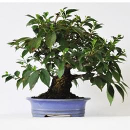 エゴノキ(赤) 　1点もの No.262