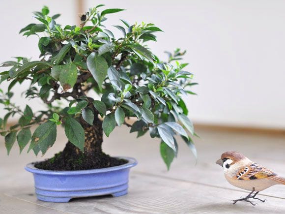 エゴノキ盆栽 SG009 エゴノキ(赤) 1点もの No.262の盆栽を販売｜講座