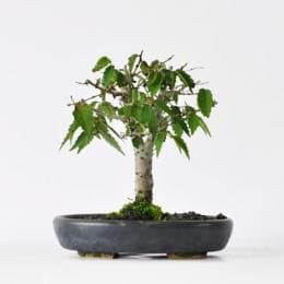 けやき 　1点もの No.263