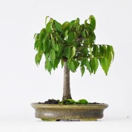 けやき 　1点もの No.264