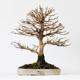 カエデ 　1点もの No.265