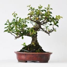 長寿梅 　1点もの No.266