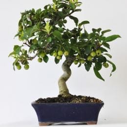 カイドウ 　1点もの No.272