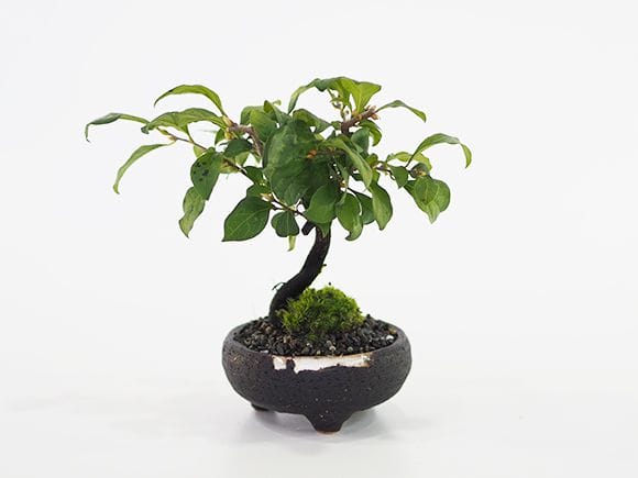 楊貴妃 柿 3年生｜盆栽妙 – 盆栽妙 本店