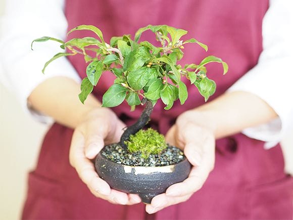 盆栽 ローヤ柿（楊貴妃）樹高鉢底から約22cm 盆栽 ローヤ柿（楊貴妃）樹高鉢底から約22cm 楊貴妃（老爺柿）