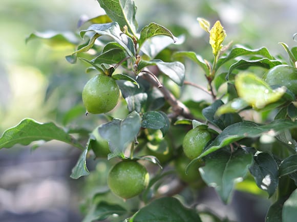 楊貴妃 柿 3年生｜盆栽妙 – 盆栽妙 本店