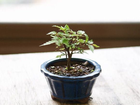 欅、盆栽、小品、鉢 ケヤキの盆栽を販売｜父の日プレゼントの盆栽妙 – 盆栽妙 本店